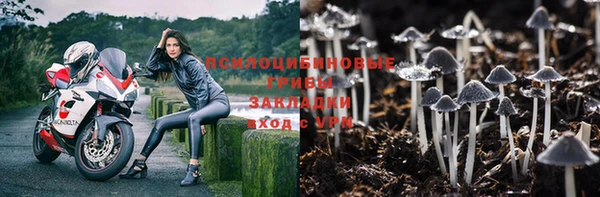 спайс Богданович